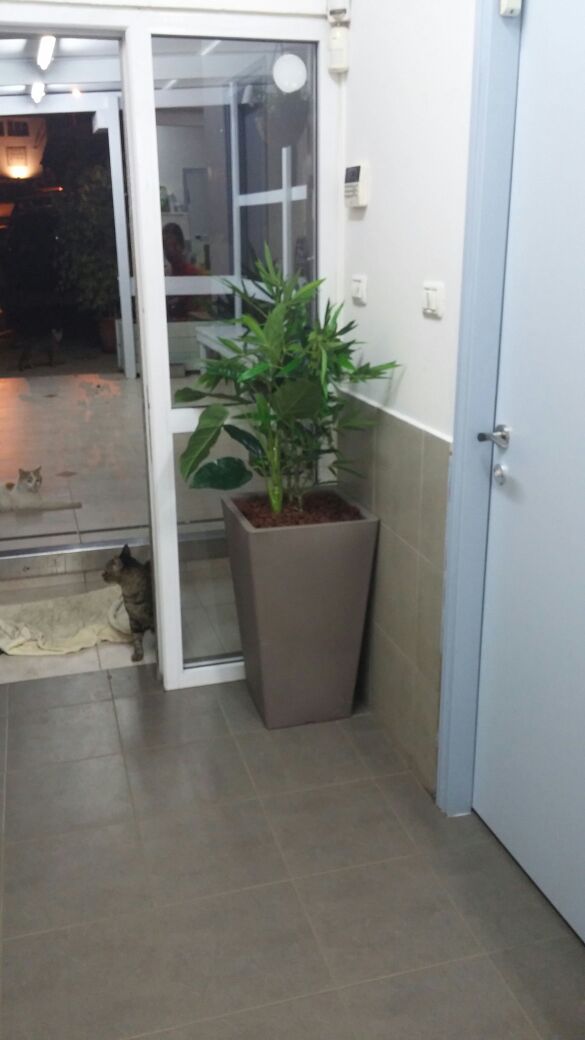 Artificial Planting Project for Veterinary Clinic 04