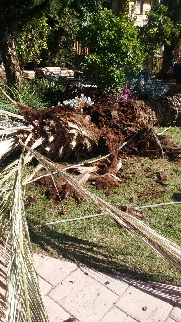 Pruning palm trees from garden 01