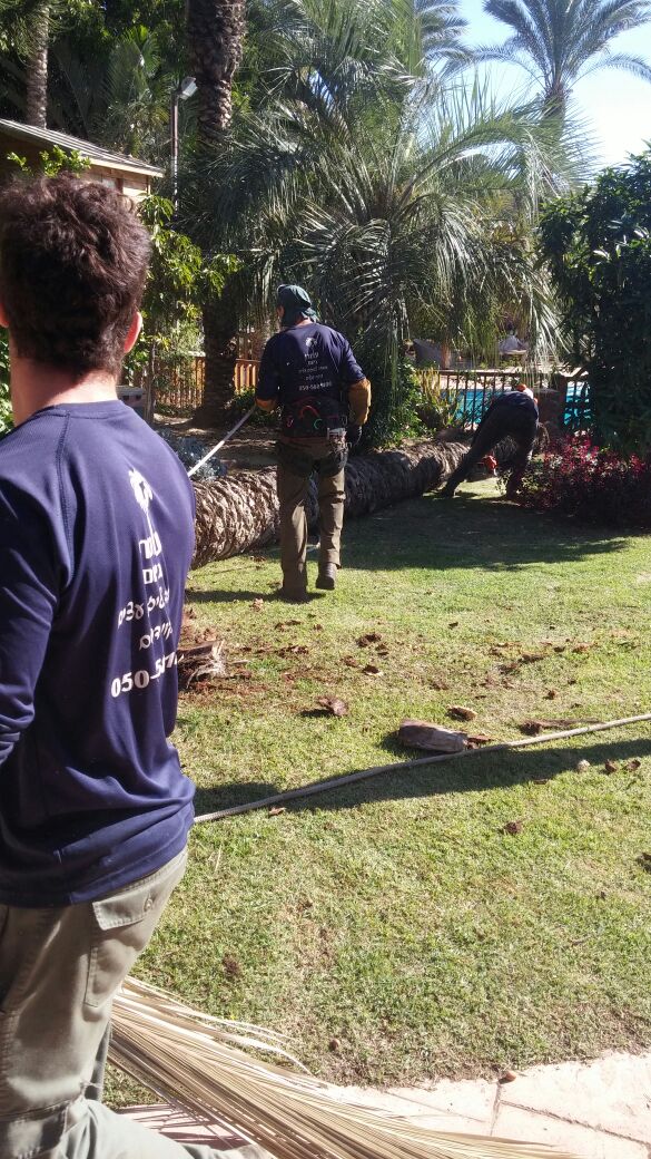 Pruning palm trees from garden 03