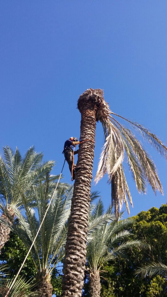 Pruning palm trees from garden