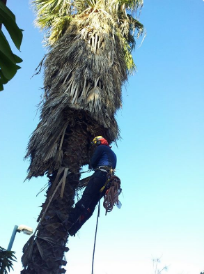 Pruning trees is necessary