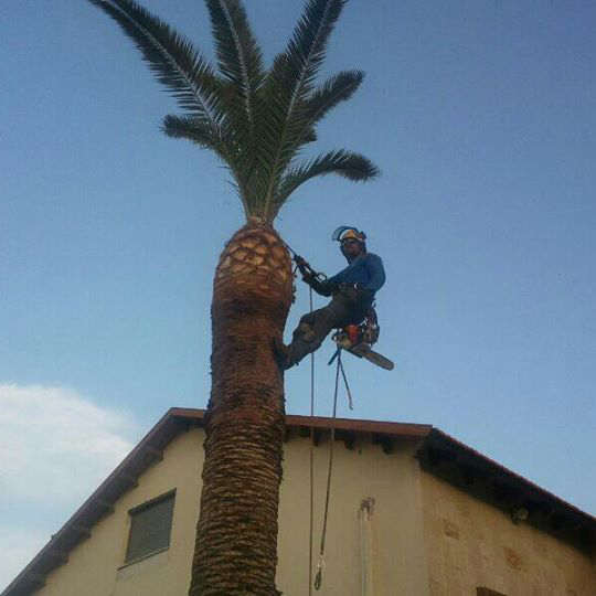 Pruning trees