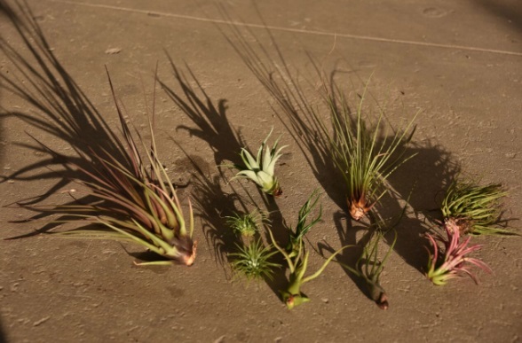 air plants _011 israel