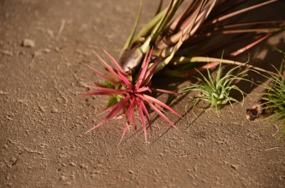 air plants _013 israel