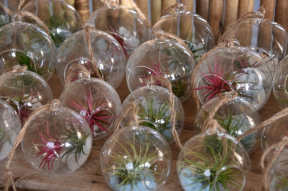 air plants _glass 04