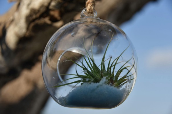 air - plants