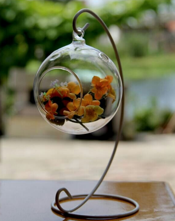 air plants ball 2