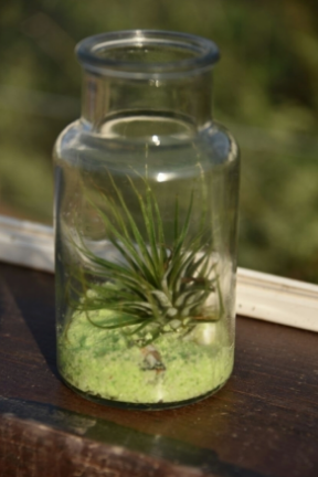 air-plants-retro-milk 2