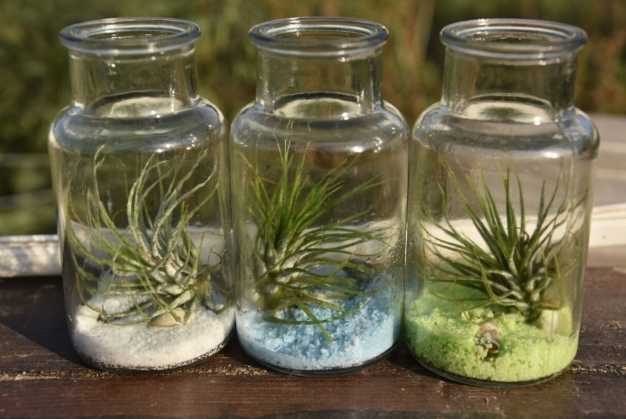 air-plants-retro-milk