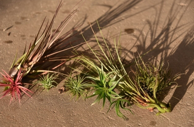 airplants mix