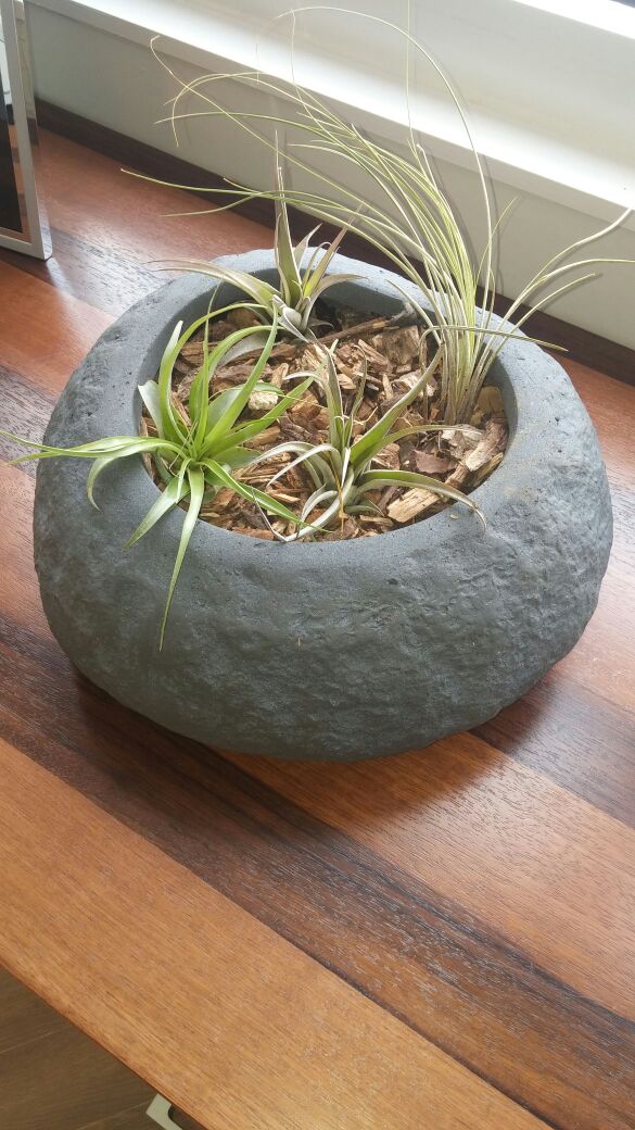 artificial-plants-air-plants-in-law-firm01