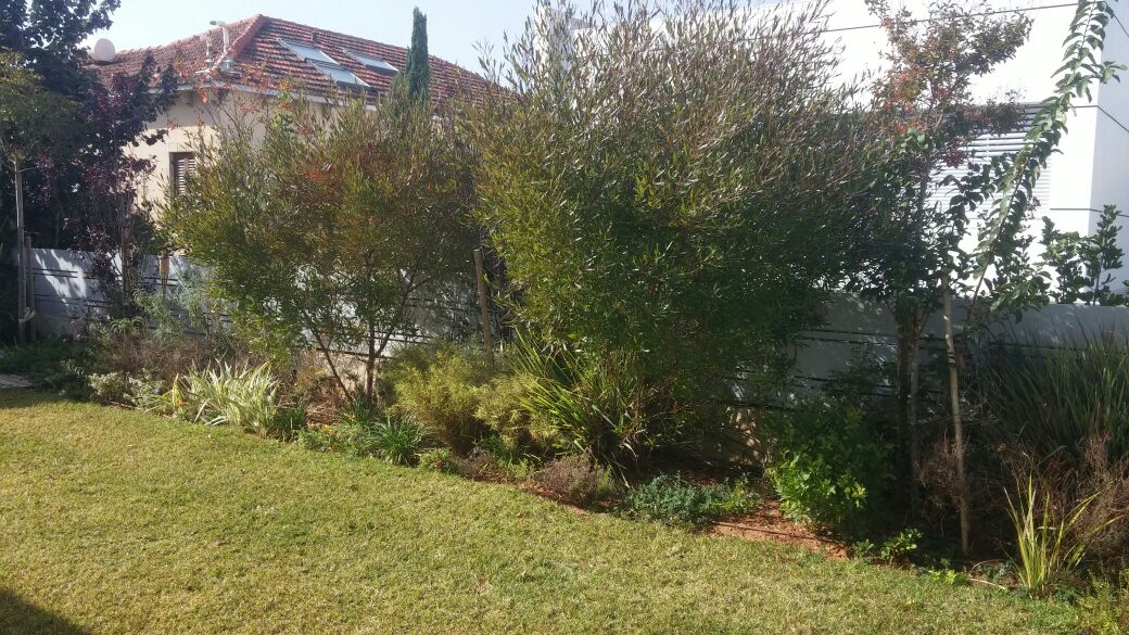 redesigning-an-old-garden-tel-aviv 05