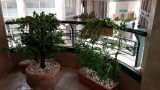 Artificial vegetation with real plants design Kfar Sava 04