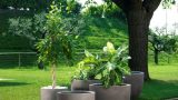Pitchers for your garden