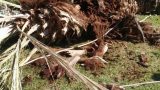 Pruning palm trees from garden 01