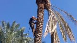 Pruning palm trees from garden