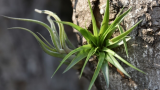 Tillandsia Abdita 1