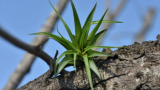 Tillandsia Abdita