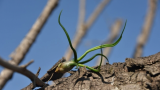 Tillandsia Bulbosa _2