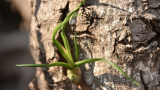 Tillandsia Bulbosa _3