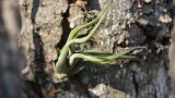 Tillandsia Caput Medusae 1