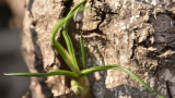 Tillandsia Caput Medusae