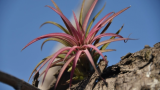 Tillandsia Ionantha red 2