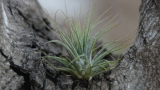 Tillandsia Magnusiana