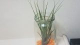 air plants-012