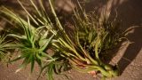 air plants _012 israel