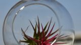 air plants _glass 011