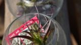 air plants _glass 012