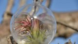 air plants _glass 08