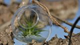 air plants _glass 09