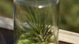 air-plants-retro-milk 2